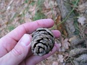 summer photograph Zwarte_den__Pinus_nigra__Austrian_pineimg_1673vrucht.jpg