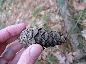 summer photograph Zwarte_den__Pinus_nigra__Austrian_pineimg_1674vrucht.jpg