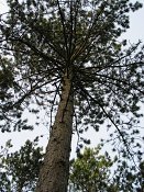 summer photograph Zwarte_den__Pinus_nigra__Austrian_pineimg_1678.jpg