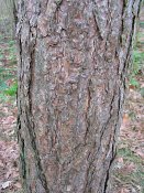 summer photograph Zwarte_den__Pinus_nigra__Austrian_pineimg_1681.jpg