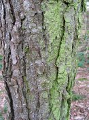 summer photograph Zwarte_den__Pinus_nigra__Austrian_pineimg_1683.jpg