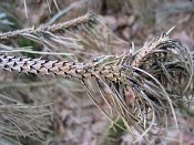 summer photograph Zwarte_den__Pinus_nigra__Austrian_pineimg_1684.jpg
