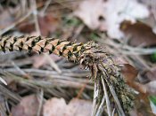 summer photograph Zwarte_den__Pinus_nigra__Austrian_pineimg_1685.jpg