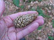 summer photograph Zwarte_den__Pinus_nigra__Austrian_pineimg_1687coneskegelsvrucht.jpg