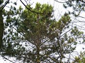 summer photograph Zwarte_den__Pinus_nigra__Austrian_pineimg_1690.jpg