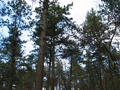 summer photograph Zwarte_den__Pinus_nigra__Austrian_pineimg_3165.jpg