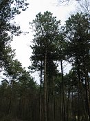 summer photograph Zwarte_den__Pinus_nigra__Austrian_pineimg_3167.jpg