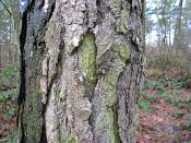summer photograph Zwarte_den__Pinus_nigra__Austrian_pineimg_3168.jpg