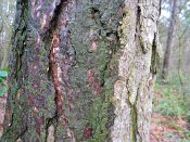 summer photograph Zwarte_den__Pinus_nigra__Austrian_pineimg_3169.jpg