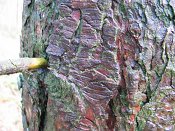 summer photograph Zwarte_den__Pinus_nigra__Austrian_pineimg_3171.jpg