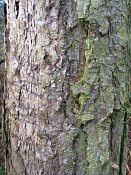 summer photograph Zwarte_den__Pinus_nigra__Austrian_pineimg_3175.jpg