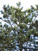 summer photograph Zwarte_den__Pinus_nigra__Austrian_pineimg_3183.jpg