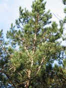 summer photograph Zwarte_den__Pinus_nigra__Austrian_pineimg_3185.jpg