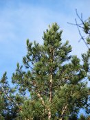 summer photograph Zwarte_den__Pinus_nigra__Austrian_pineimg_3186.jpg