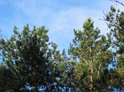 summer photograph Zwarte_den__Pinus_nigra__Austrian_pineimg_3187.jpg