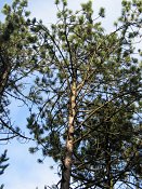 summer photograph Zwarte_den__Pinus_nigra__Austrian_pineimg_3188.jpg