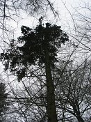 summer photograph Zwarte_den__Pinus_nigra__Austrian_pineimg_3860.jpg
