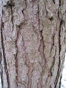 summer photograph Zwarte_den__Pinus_nigra__Austrian_pineimg_3869.jpg