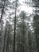 summer photograph Zwarte_den__Pinus_nigra__Austrian_pineimg_3915.jpg