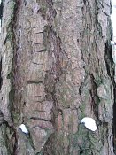 summer photograph Zwarte_den__Pinus_nigra__Austrian_pineimg_3921.jpg