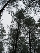 summer photograph Zwarte_den__Pinus_nigra__Austrian_pineimg_3924.jpg