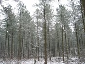 summer photograph Zwarte_den__Pinus_nigra__Austrian_pineimg_3929.jpg