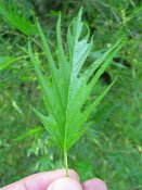 summer photograph Zwarte_els__Alnus_glutinosa__Common_alderimg_varieteit_imperialis_4643.jpg