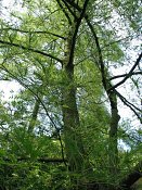 summer photograph Zwarte_els__Alnus_glutinosa__Common_alderimg_varieteit_imperialis_4649.jpg