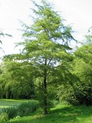 summer photograph Zwarte_els__Alnus_glutinosa__Common_alderimg_varieteit_imperialis_4653.jpg