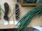 summer photograph naaldboomvergelijk-dennenimg_3066.jpg