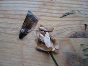 summer photograph naaldboomvergelijk-dennenimg_3232.jpg