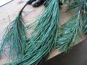 summer photograph naaldboomvergelijk-dennenimg_3241.jpg