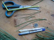 summer photograph naaldboomvergelijk-dennenimg_3242.jpg