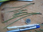 summer photograph naaldboomvergelijk-dennenimg_3243.jpg