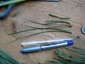 summer photograph naaldboomvergelijk-dennenimg_3244.jpg