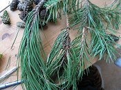 summer photograph naaldboomvergelijk-dennenimg_3249.jpg