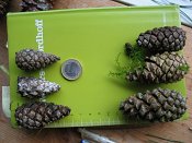 summer photograph naaldboomvergelijk-dennenimg_3250.jpg