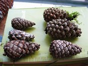 summer photograph naaldboomvergelijk-dennenimg_3251.jpg