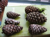 summer photograph naaldboomvergelijk-dennenimg_3252.jpg