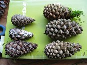 summer photograph naaldboomvergelijk-dennenimg_3254.jpg