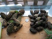 summer photograph naaldboomvergelijk-dennenimg_3256.jpg