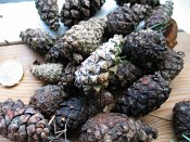 summer photograph naaldboomvergelijk-dennenimg_3257.jpg