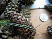 summer photograph naaldboomvergelijk-dennenimg_3258.jpg