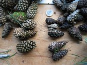 summer photograph naaldboomvergelijk-dennenimg_3259.jpg