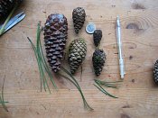 summer photograph naaldboomvergelijk-dennenimg_3260.jpg