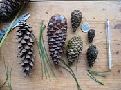 summer photograph naaldboomvergelijk-dennenimg_3261.jpg