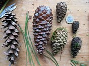 summer photograph naaldboomvergelijk-dennenimg_3262.jpg