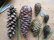 summer photograph naaldboomvergelijk-dennenimg_3264.jpg