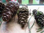 summer photograph naaldboomvergelijk-dennenimg_3266.jpg