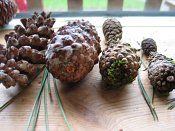 summer photograph naaldboomvergelijk-dennenimg_3267.jpg